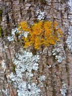 Yellow and blue lichens on a tree trunk