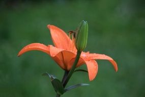 Orange lily nature flower plant