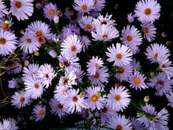 tiny violet and pink daisies