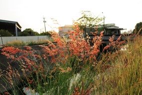 tall flowering grass on the banks of the ditch
