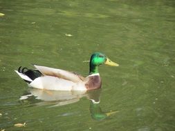 duck swimming in the lake
