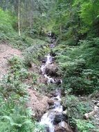 narrow creek in a green forest