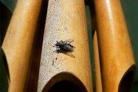 insect fly beetle nature insects
