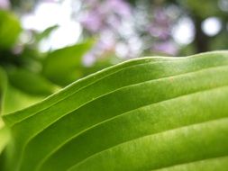 macro of a green leaf