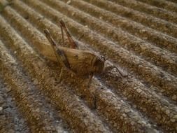 Brown grasshopper closeup