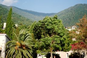 mountains palm trees