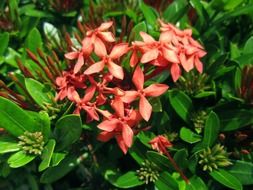 Close-up of the beautiful red flowers on a garden shrub