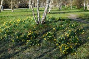 birch park in spring