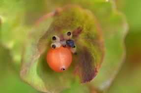 Organic berry