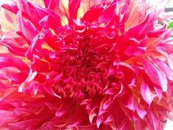 Beautiful, red and pink blossoming dahlia flower in late summer