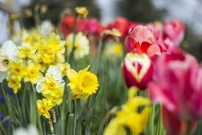 Tulips and daffodils in store
