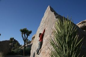 joshua tree climb boulder landscape