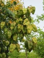 tree with big green leaves