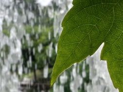 green leaf against a waterfall