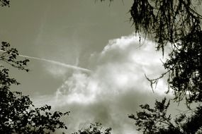 black and white photo of clouds and tops of trees