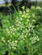 chaerophyllum bulbosum from the family of umbellate