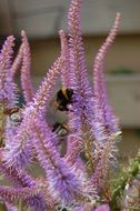 bumblebee in a flowering plant close up