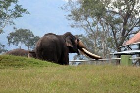 elephant with huge tusks
