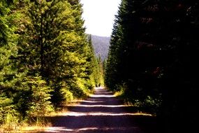 coniferous plants on a mountain trail
