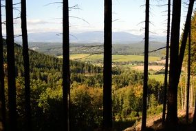 panoramic view from the forest