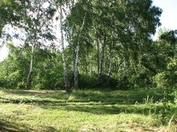 Green forest in nature