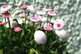 pink flowers blossom