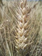 close-up photo of a thick grain ear