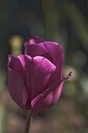 tulip violet flower vegetation