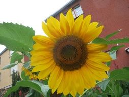 yellow sunflower on the background of the house