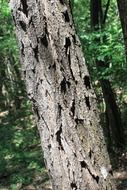 acacia tree bark in the sunlight