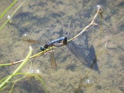 unusually beautiful dragonfly
