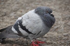 pigeon as a harbinger of weather