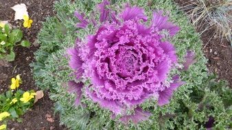 purple ornamental cabbage