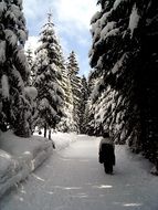 winter hiking in forest