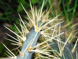 cactus dry needles closeup