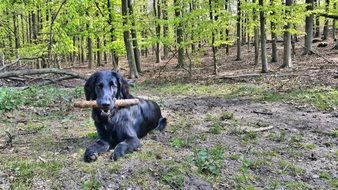 Flatcoated Retriever near the green trees