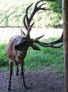 Beautiful and colorful wild deer with big antlers behind the fence