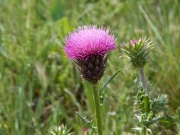 purple thistle flower on green meadow