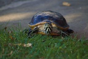 reptile in the garden