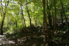 Green forest sunshine in trees