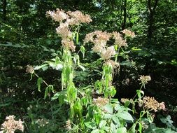 hemp-burdock in nature