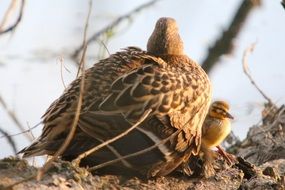 wild Duck family on the shore
