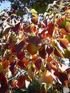 tree leaves autumn colored