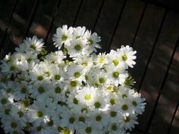 Balcony plants in august