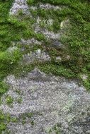 rock in green moss