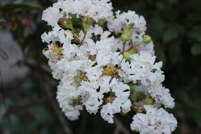 wonderful blossom nature
