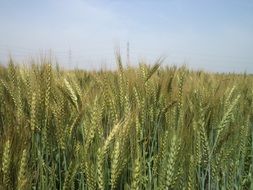 green wheat field on a background of blue sea