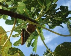 Brown butterfly on the tree