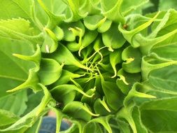 green sunflower flower bud close up