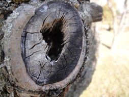 sawn tree with a hole closeup